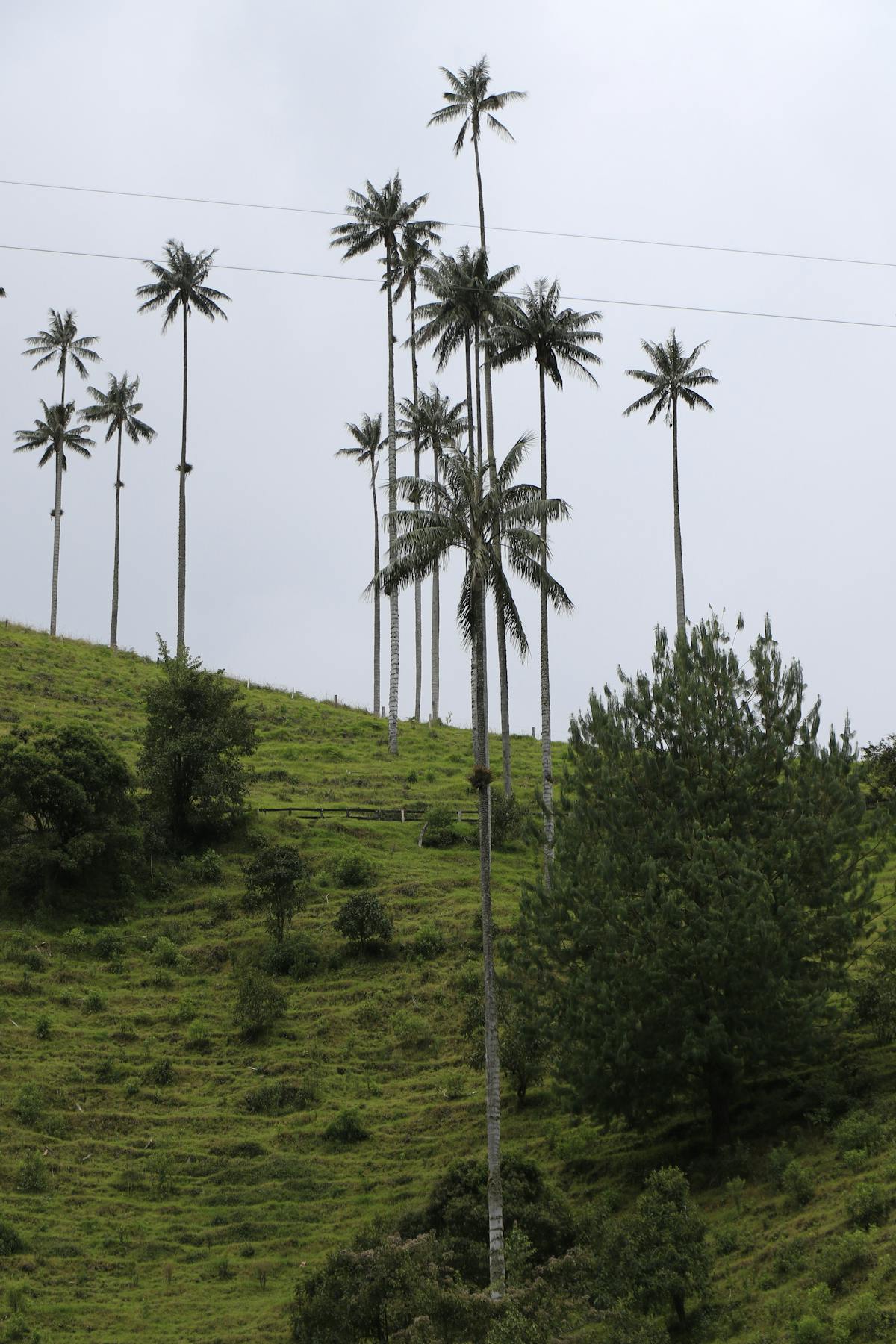 Wax palms in Cocora Valley, Quindío, Colombia
