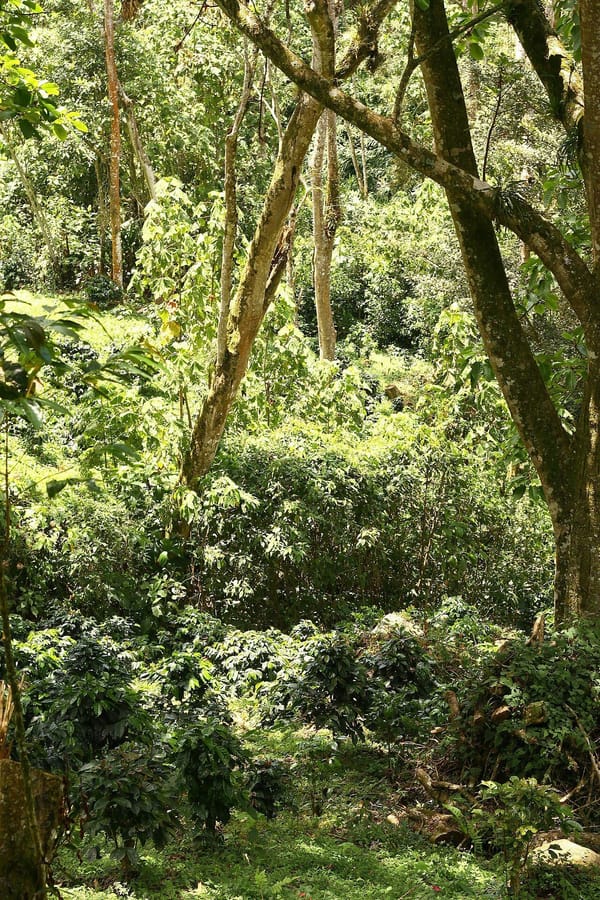 Lush Colombian coffee plantation representing the ideal retirement lifestyle in Colombia
